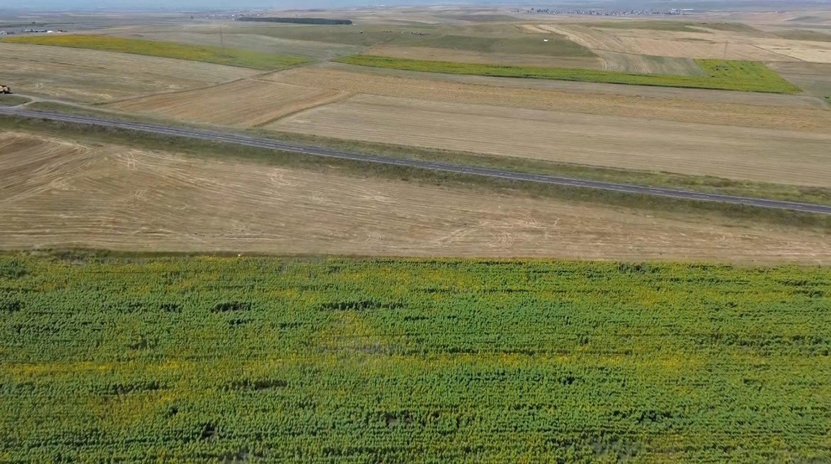 Kars'ta tarım arazileri dronla görüntülendi, tarlalar halı desenlerini andırdı