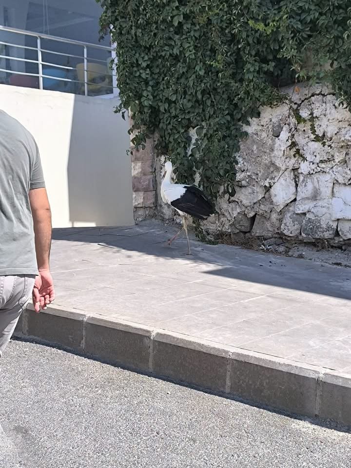 Kilis'te şelaleye inen leylek vatandaşlar tarafından yakalanıp ekiplere teslim edildi