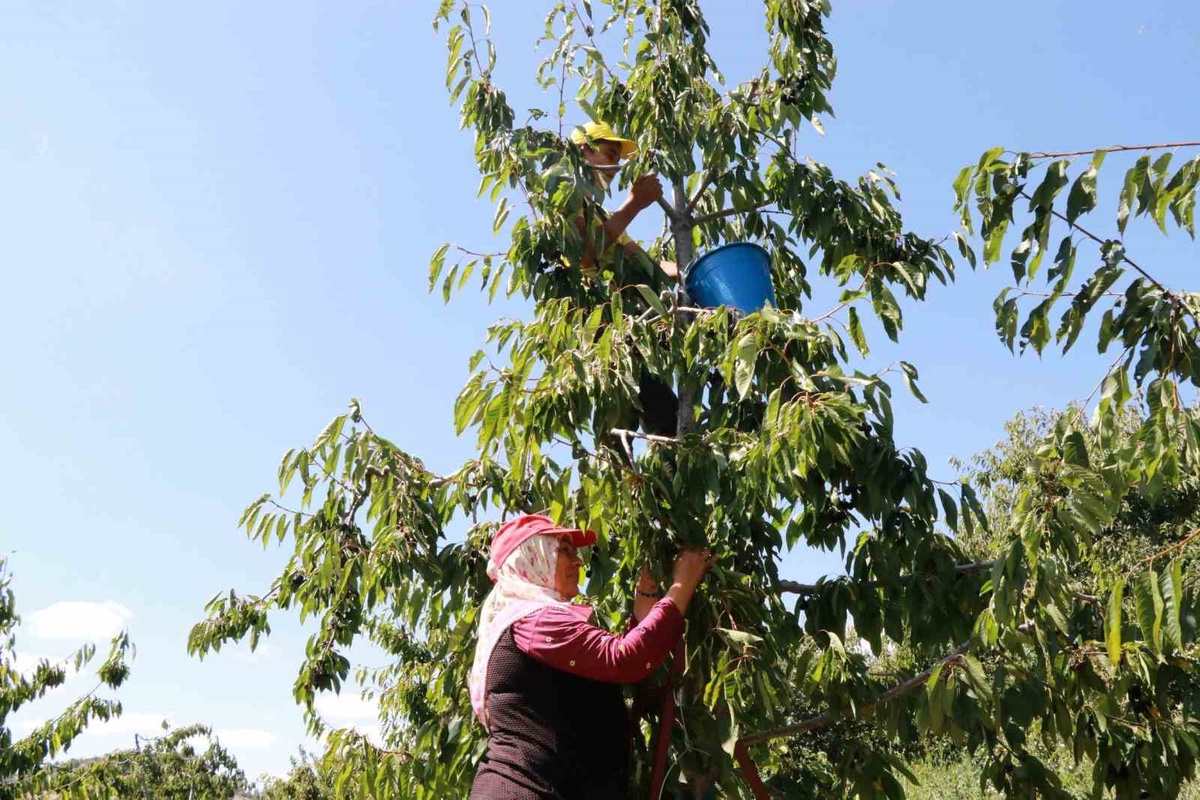 Konya Hadim'de kiraz hasadı eylülde de sürüyor, ürünün yüzde 90'ı ihraç ediliyor