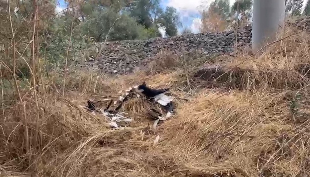Kütahya Vefa Mahallesi'nde tren yolu yakınında çok sayıda leylek ölü bulundu