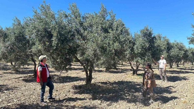Manisa'da 17 ilçede 2026 zeytin ve zeytinyağı rekolte tahmini için saha çalışması başladı