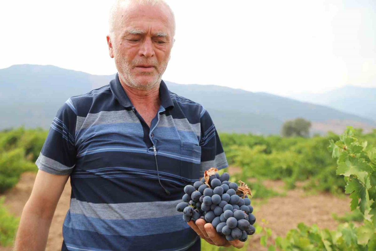 Gaziantep İslahiye'de hatun parmağı ve Antep karası üzüm hasadı başladı