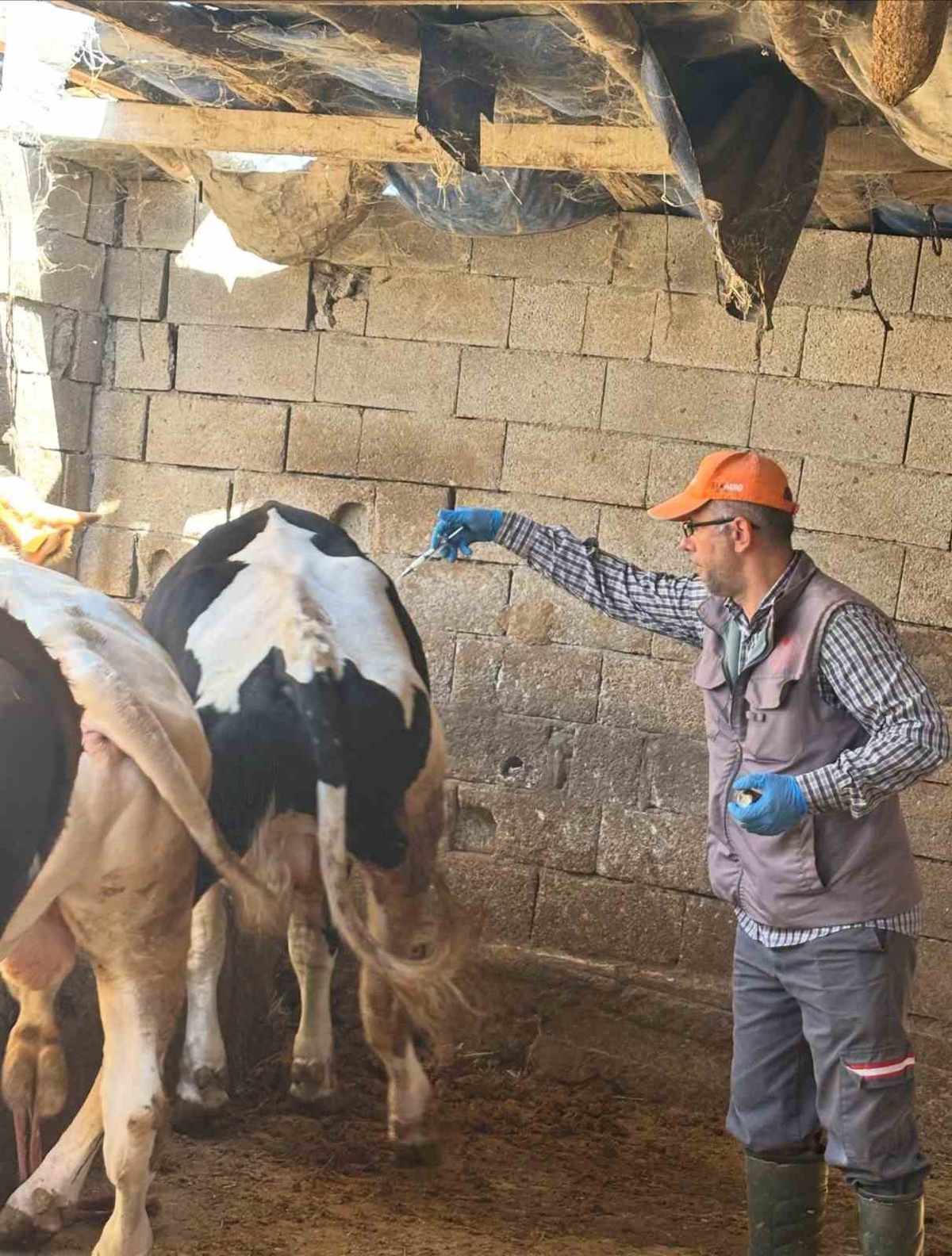 Niğde Bor'da şap aşısı kampanyası Obruk köyünde başladı