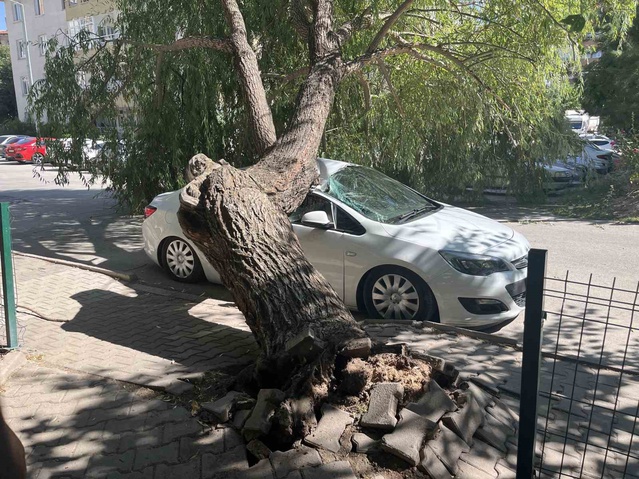 Niğde'de parktaki ağaç otomobilin üzerine devrildi, araçta hasar oluştu