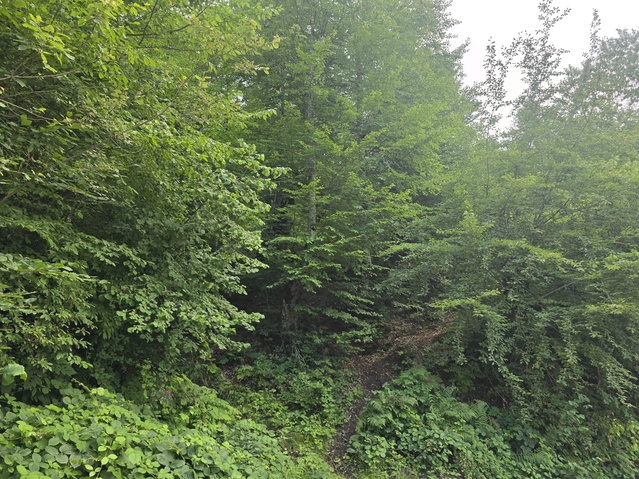 Ordu Aybastı'da kaybolan Eyüp Seçgin'i arama çalışmaları 4. günde sürüyor