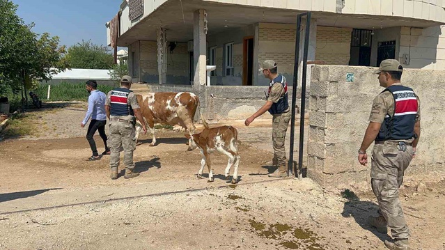 Şanlıurfa'da büyükbaş hayvan satışından 315 bin lira alamayan kişi için 1 şüpheli yakalandı