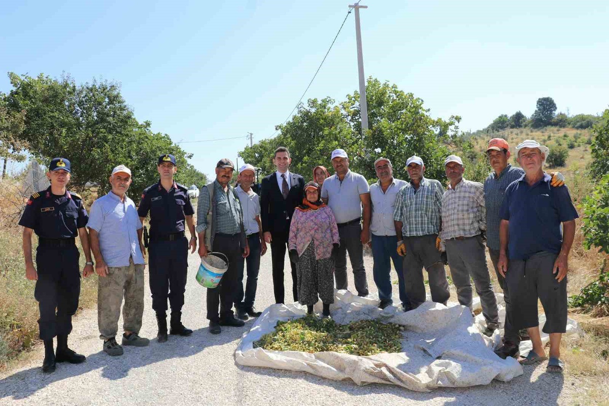 Manisa Selendi'de 'Yeşil Altın' fıstıkta hasat başladı, coğrafi işaret başvurusu yapıldı