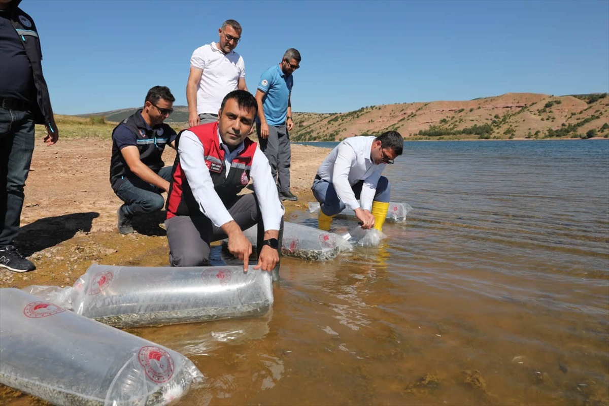 Tokat'taki su kaynaklarına 731 bin 500 yavru balık bırakıldı