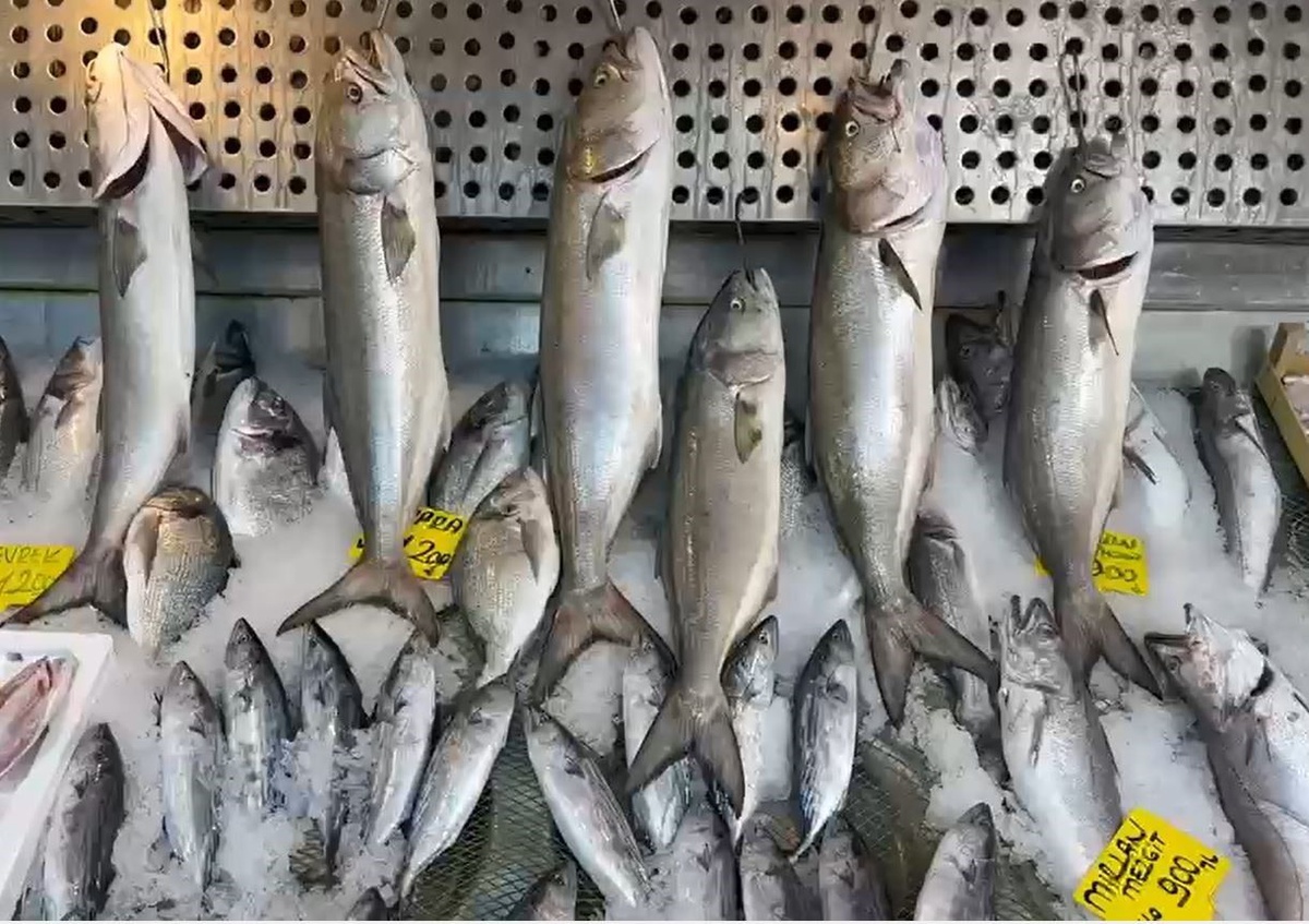 Usta balıkçı Kenan Balcı, ağımızı attığımız her yerde bol ve ucuz balık olduğunu söyledi
