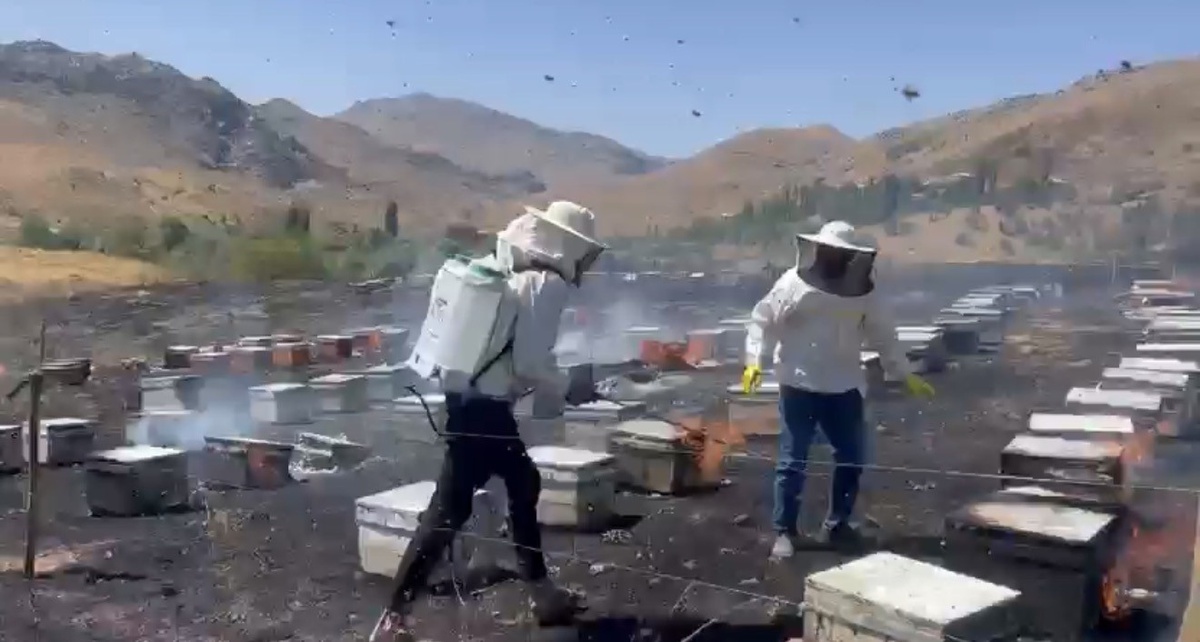 Adıyaman Gerger'de otluk alanda çıkan yangın 200 arılı kovanı kül etti