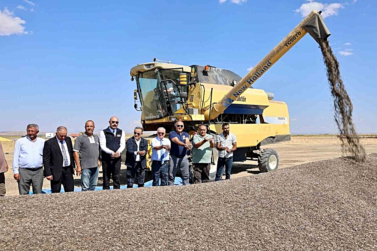 Aksaray'da 214 bin dekar alanda başlayan ayçiçeği hasadında 80 bin ton rekolte bekleniyor