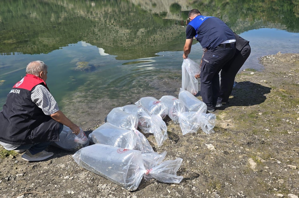 Amasya Ziyaret'teki gölete balıklandırma çalışmasıyla 100 bin sazan yavrusu bırakıldı