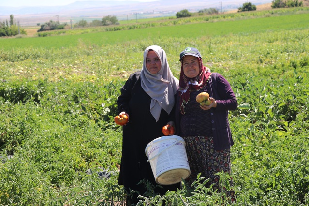 Kayseri Bünyan'da ata tohumu Karahıdır domatesi coğrafi işaret için gün sayıyor