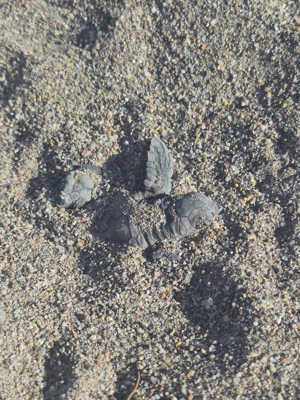 Bodrum'da caretta caretta yavrularının denize yolculuğu cep telefonuyla görüntülendi.