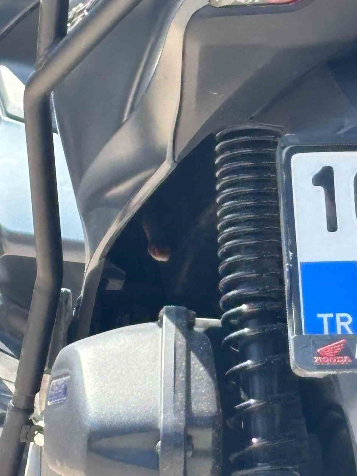 Bursa İnegöl'de motosikletten çıkan yılan sürücüyü korkuttu