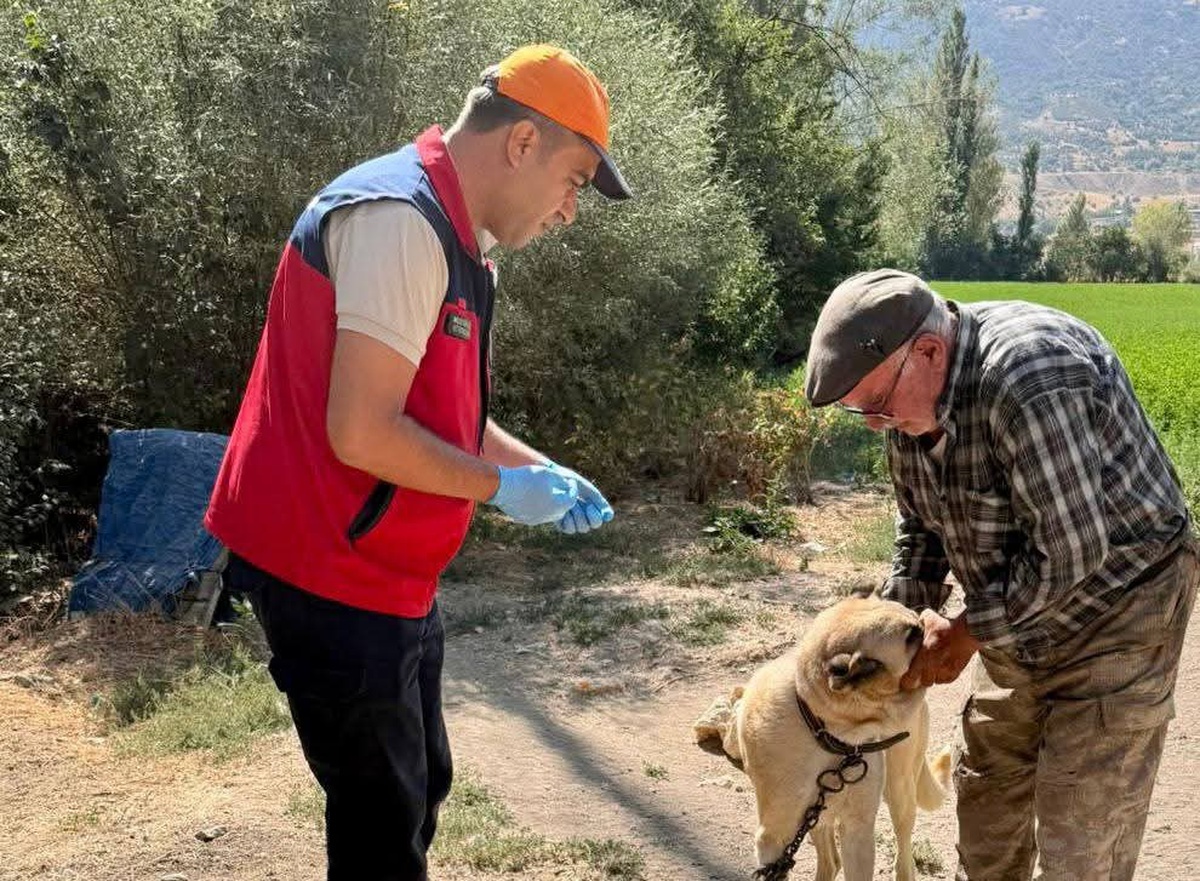 Afyonkarahisar Çay'da evcil hayvanlara kimlik takıldı ve kuduz aşısı yapıldı