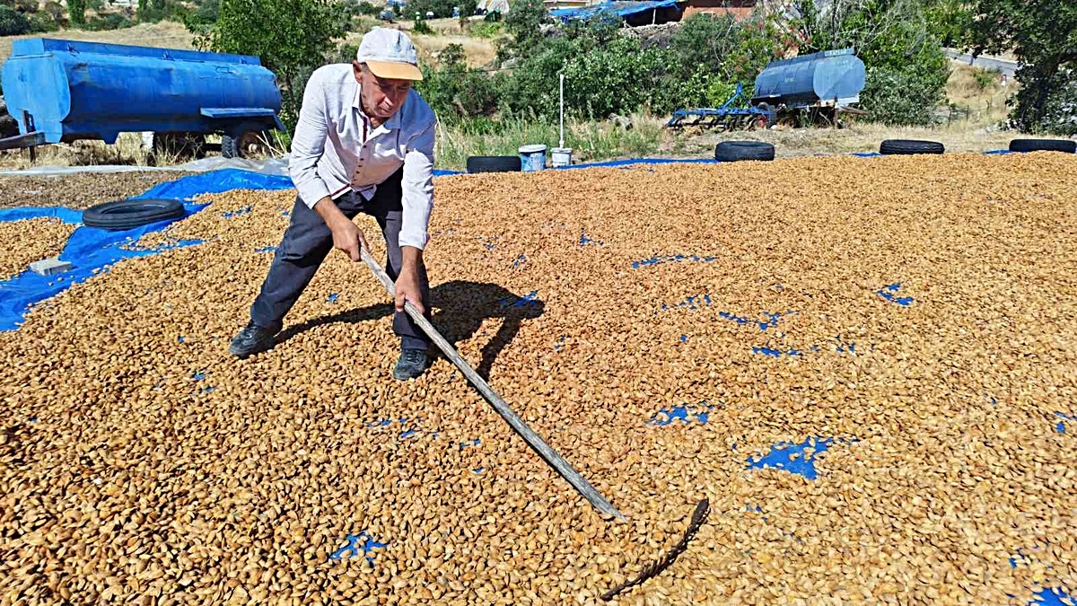 Manisa Demirci'de badem hasadı başladı, 625 ton rekolte bekleniyor
