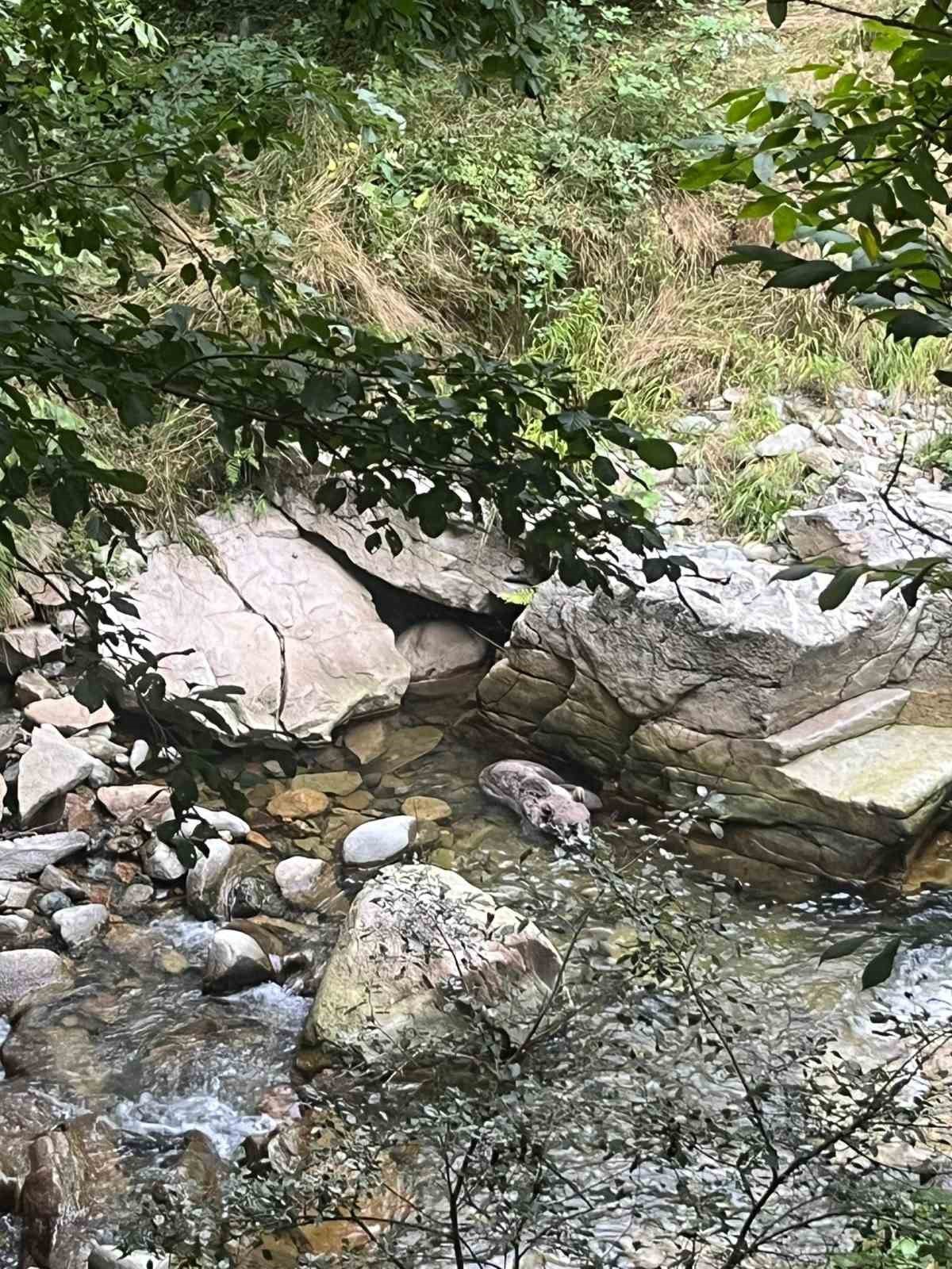 Trabzon Çaykara'da yavru boz ayı, ekipler ve köylüler tarafından dere yatağından kurtarıldı