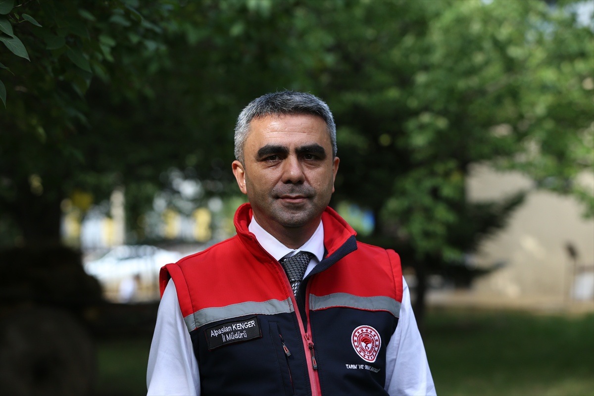 Erzurum'da ayçiçeği üretimi 5 yılda 10 kat artarak Türkiye üretiminin yüzde 11'ini karşılar