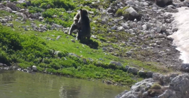 Yazın ortasında karda kayıp oynayan 2 ayı kameralara yansıdı
