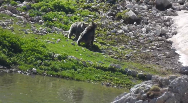 Yazın ortasında karda kayıp oynayan 2 ayı kameralara yansıdı