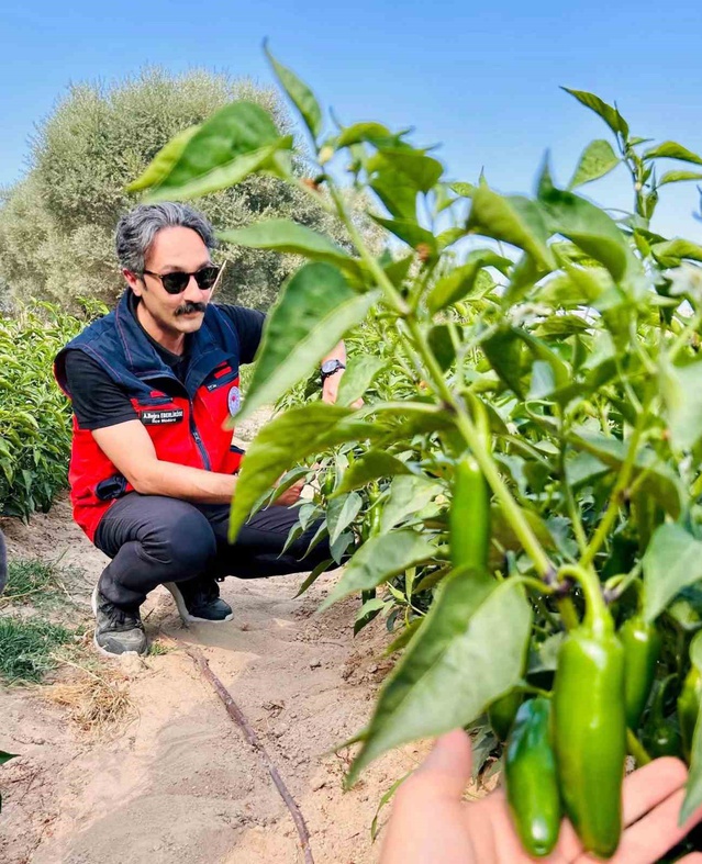 İscehisar'da jalapeno biber tarlalarında hasat öncesi kontroller yapıldı