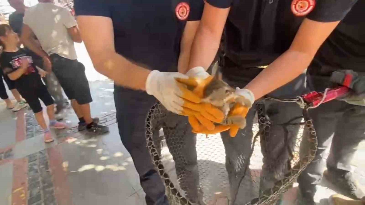 Edirne'de kaputa giren yavru kedi itfaiyenin çalışmasıyla sağ salim kurtarıldı