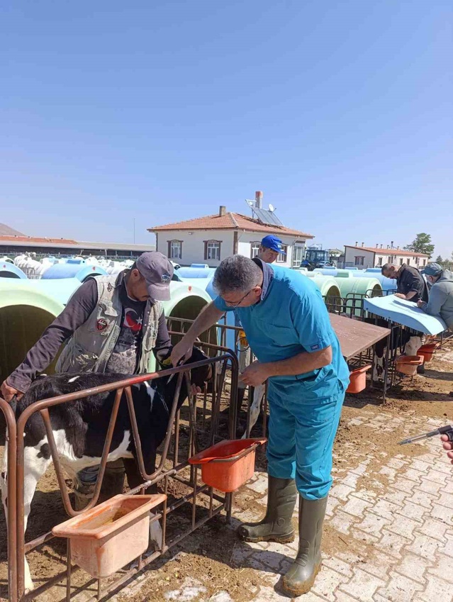 Karapınar'da ari işletmelerde tüberküloz tarama ve test çalışmaları sürüyor