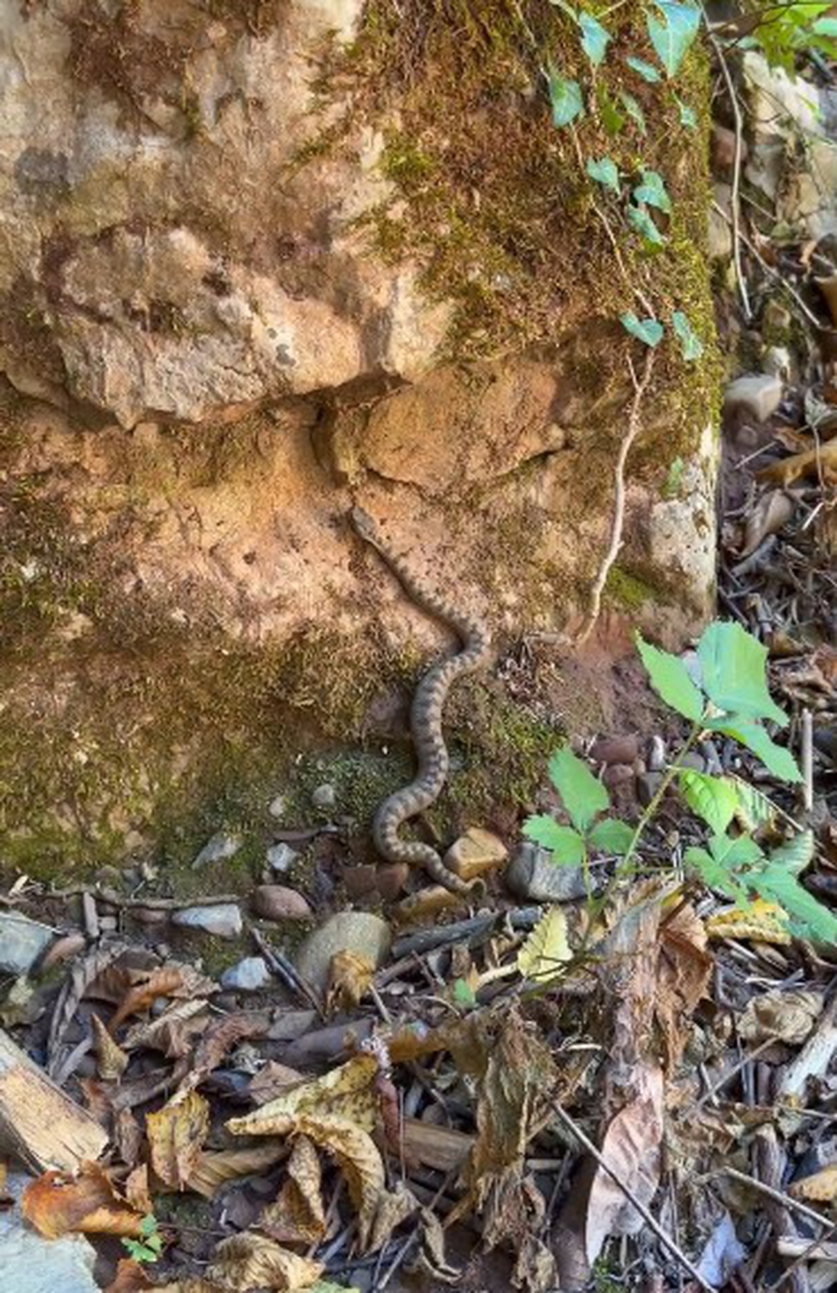 Kastamonu Cide'de boynuzlu engerek yılanı Loç Vadisi'nde cep telefonuyla görüntülendi