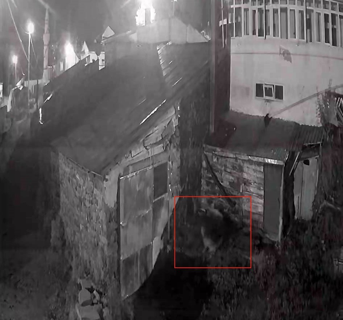 Ardahan Posof'ta köye inen kurt, köpeğe saldırdığı anlar kameraya yansıdı