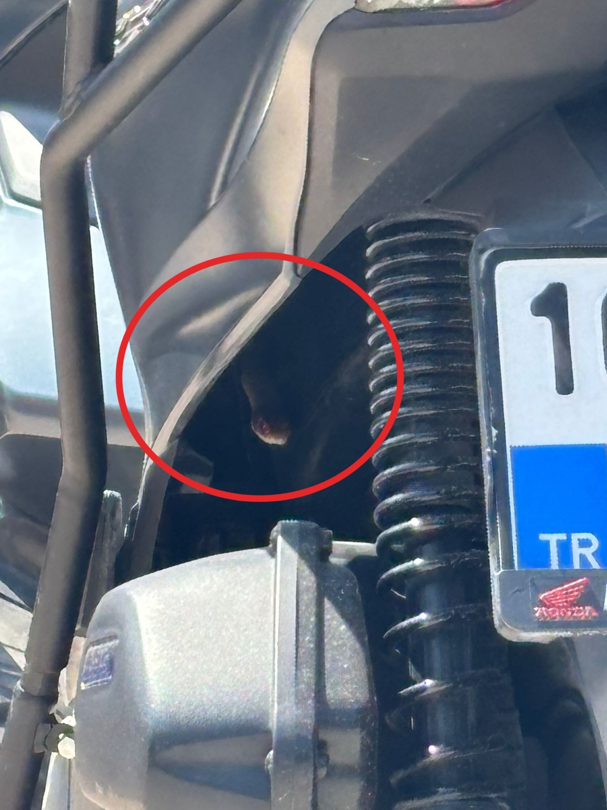 İnegöl'de motosiklete saklanan yılan itfaiyeyle korkulu anlar yaşattı, doğaya salındı