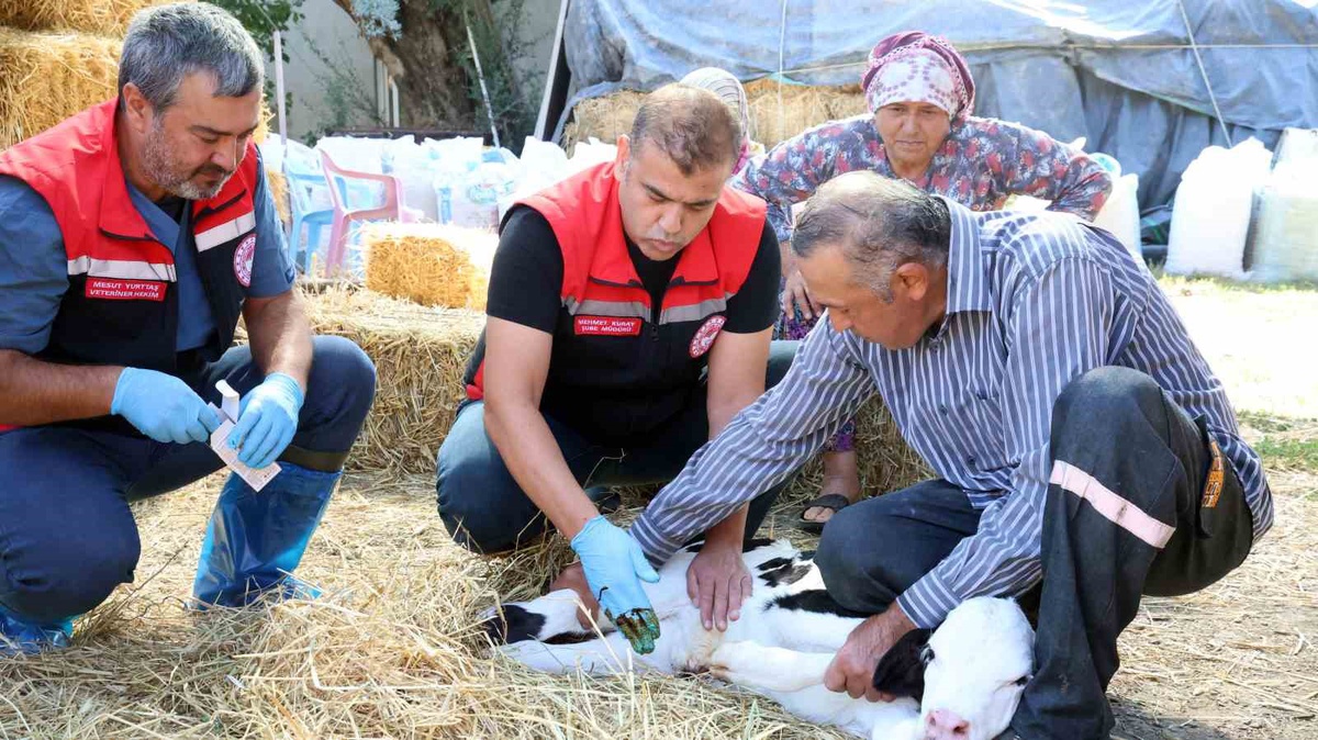 Yeni Doğan Buzağı Bakımı Projesi Muğla'da İlk 5 Günde 330 Üreticiye Ulaştı