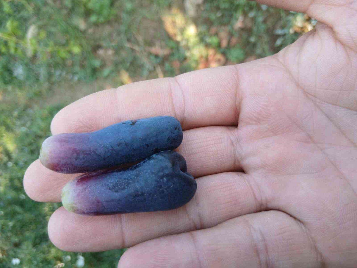 Manisa Sarıgöl'de genç üreticinin Sweet Sapphire üzümü ilk hasatta 80 asmadan 7 ton verdi