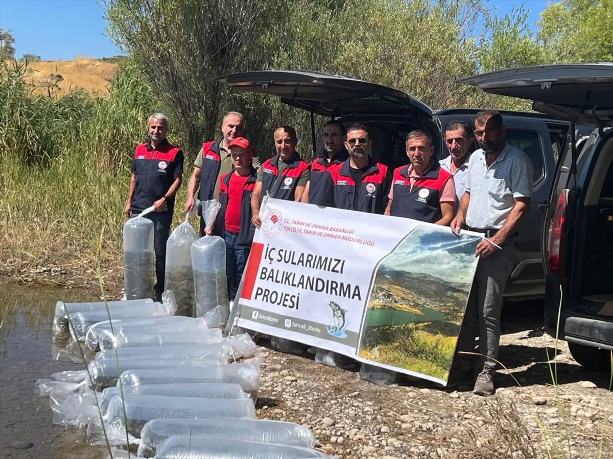 Tunceli Pertek'teki göletlere 450 bin yavru sazan bırakıldı