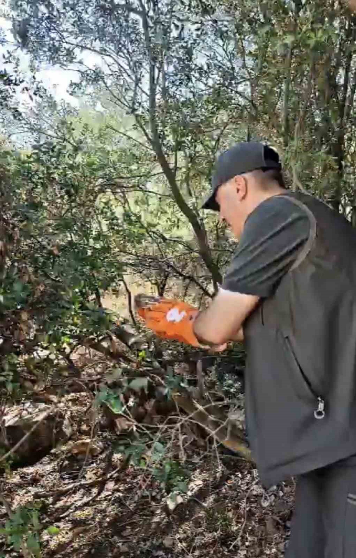 Bursa'da tedavi edilen 3 yaban hayvanı doğal yaşam alanlarına yeniden salındı