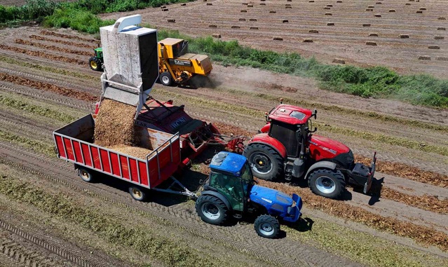 Adana Karataş'ta yer fıstığı hasadı başladı, 135 bin ton rekolte hedefleniyor