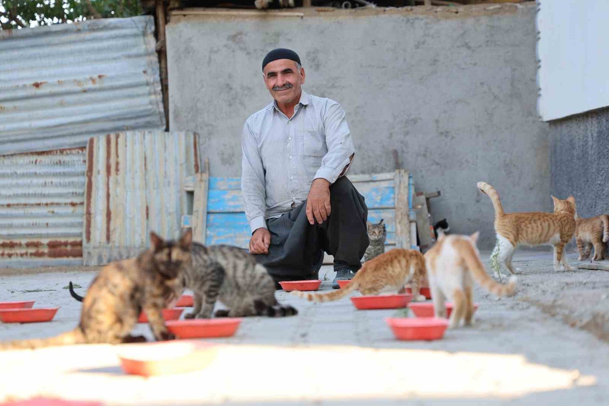 Elazığ'da 62 yaşındaki İsmail Dündar, 2016'dan beri bahçesinde 50 sahipsiz kediyi besliyor
