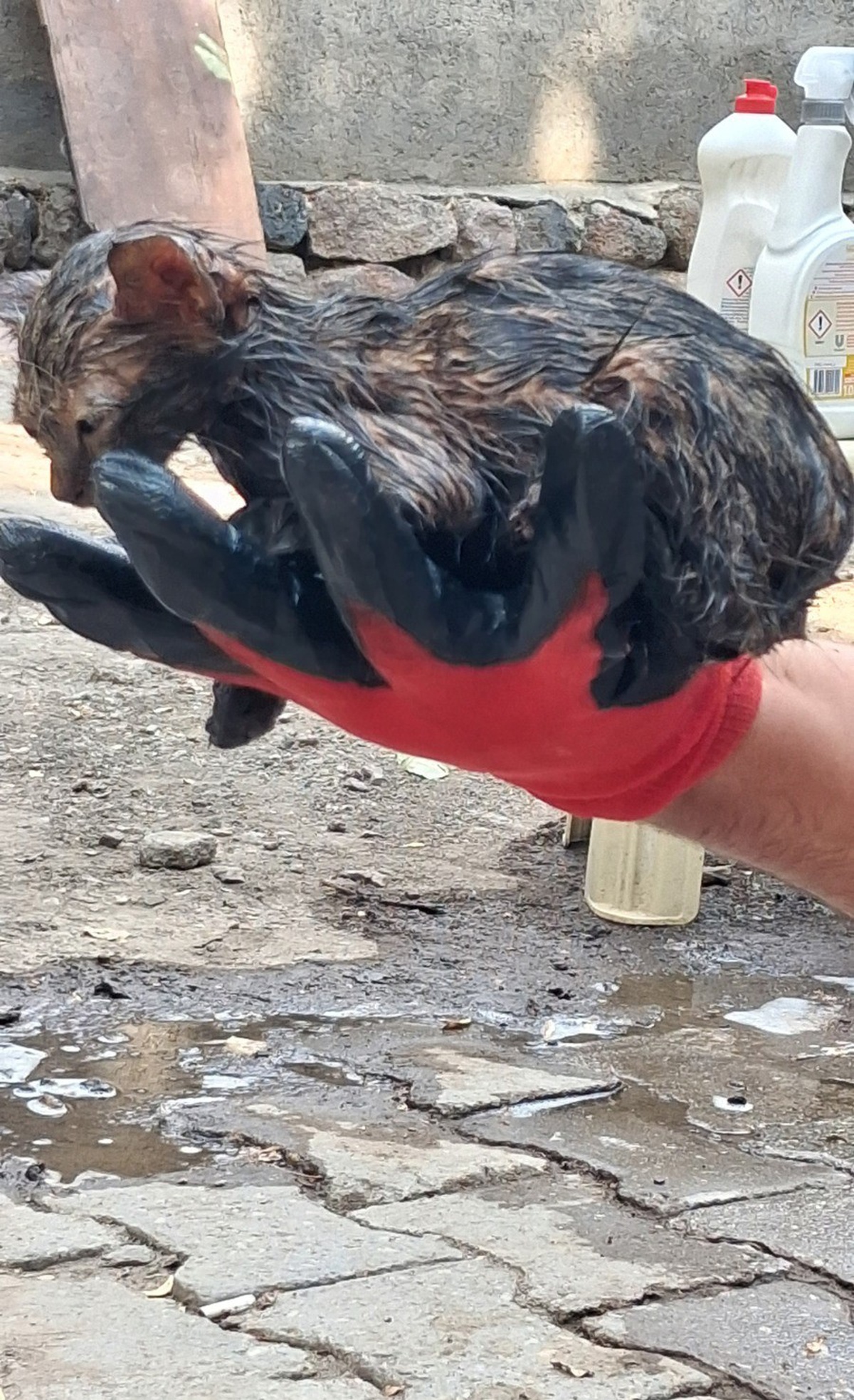 Ağrı Patnos'ta zifte saplanan yavru kedi itfaiyenin müdahalesiyle kurtarıldı