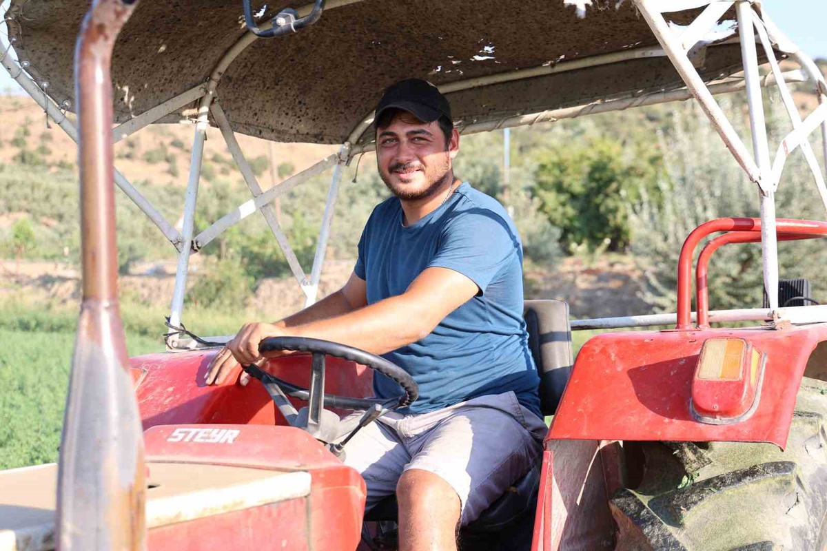 Aydın'da bu yılki yağışlar yonca üreticisinin dönüm başına 420 kiloya ulaşan verimini artırdı