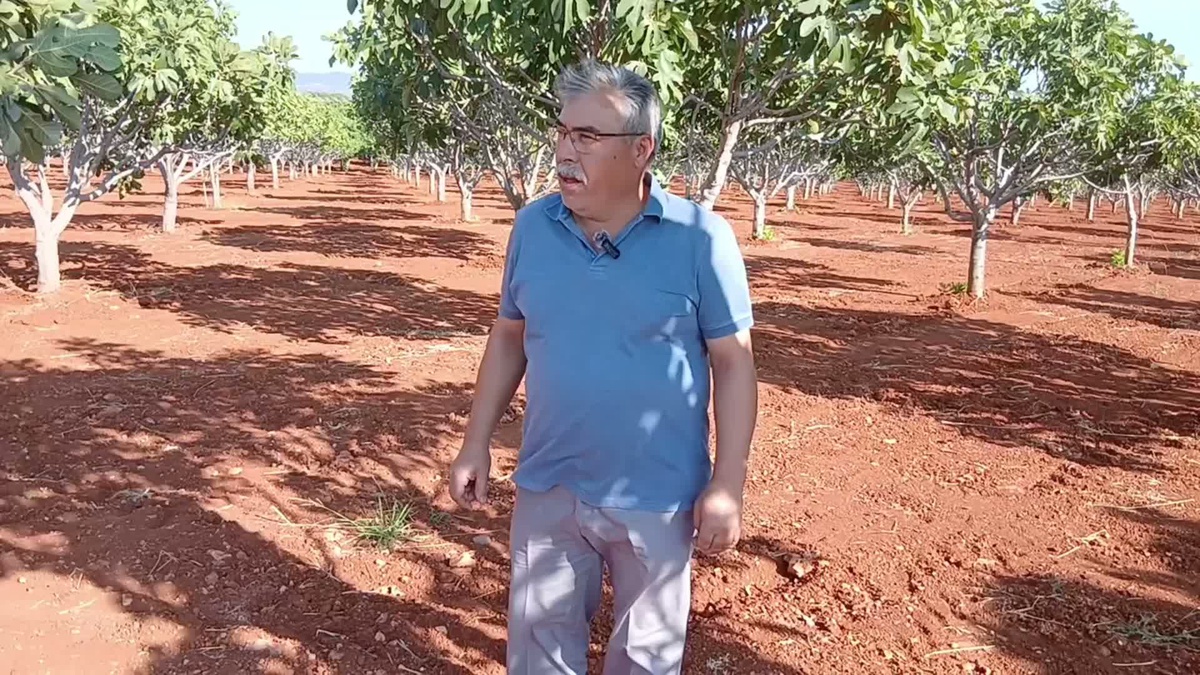 Aydın Karacasu'da yol çalışmasının tozu incir bahçelerine 257 bin TL zarar verdi