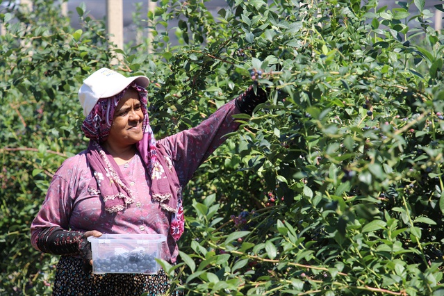 Antalya Elmalı'da Çin'den dönen girişimci yaban mersini üretiminde 140 tona ulaştı