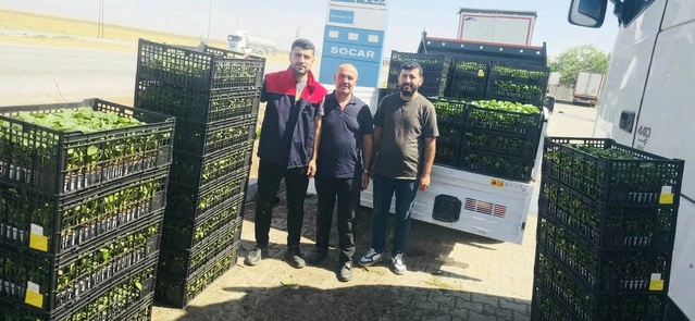 Şırnak Cizre'de çiftçilere yüzde 75 hibeli sebze fidesi dağıtıldı