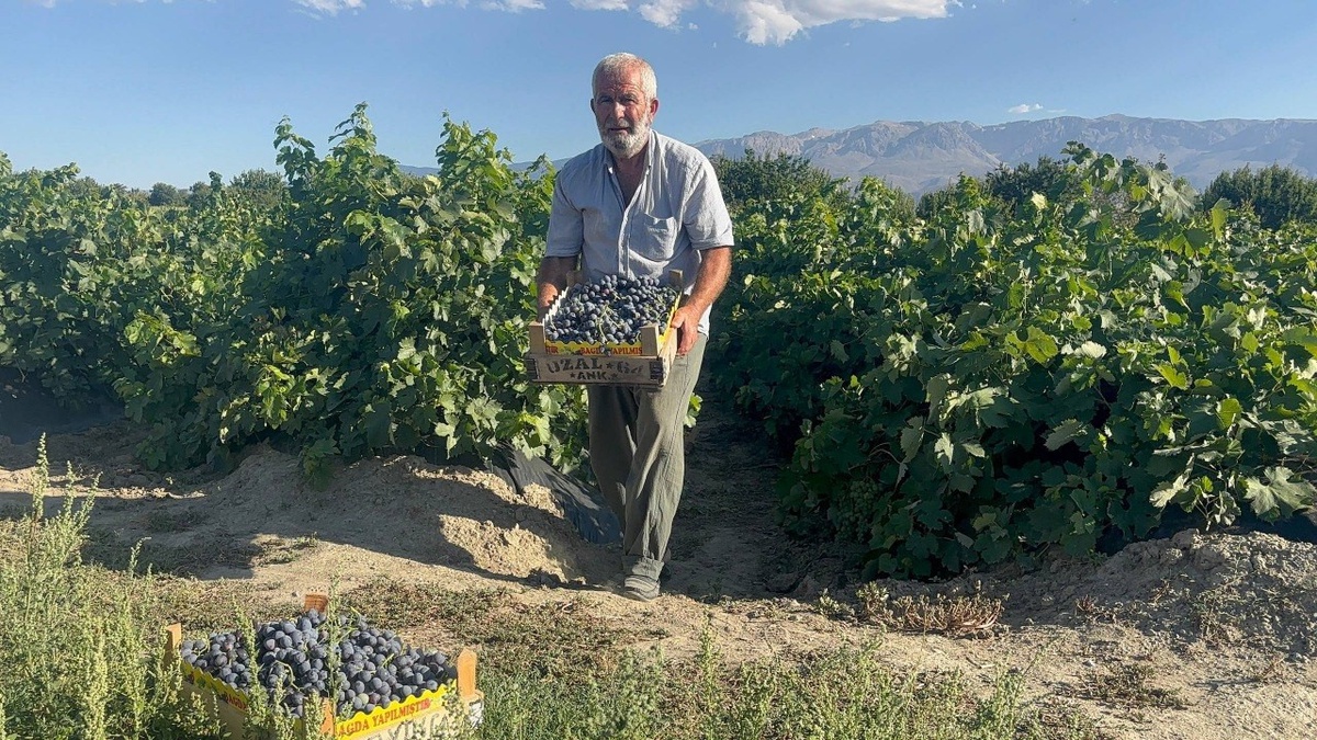 Cimin Üzümü hasadı başladı, üzüm marketlerde kilosu 200 TL'den satışta
