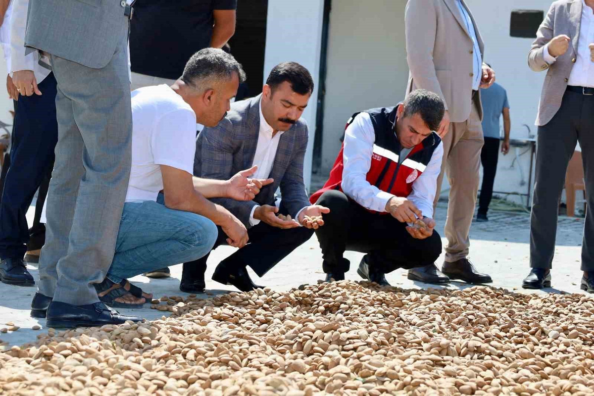 Kahta\'da badem hasadı başladı; Kaymakam Soysal üreticiyi ziyaret etti