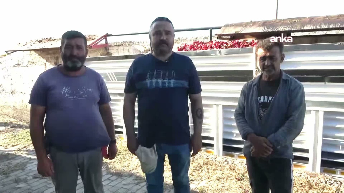İzmir Kınık'ta çiftçiler artan maliyetler ve düşük fiyatlar nedeniyle üretimden uzaklaştı