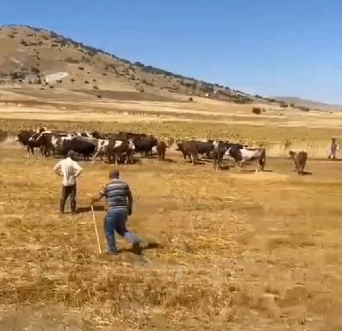 Kırşehir Boztepe'de hayvan yüklü TIR şarampole devrildi, 4 büyükbaş öldü