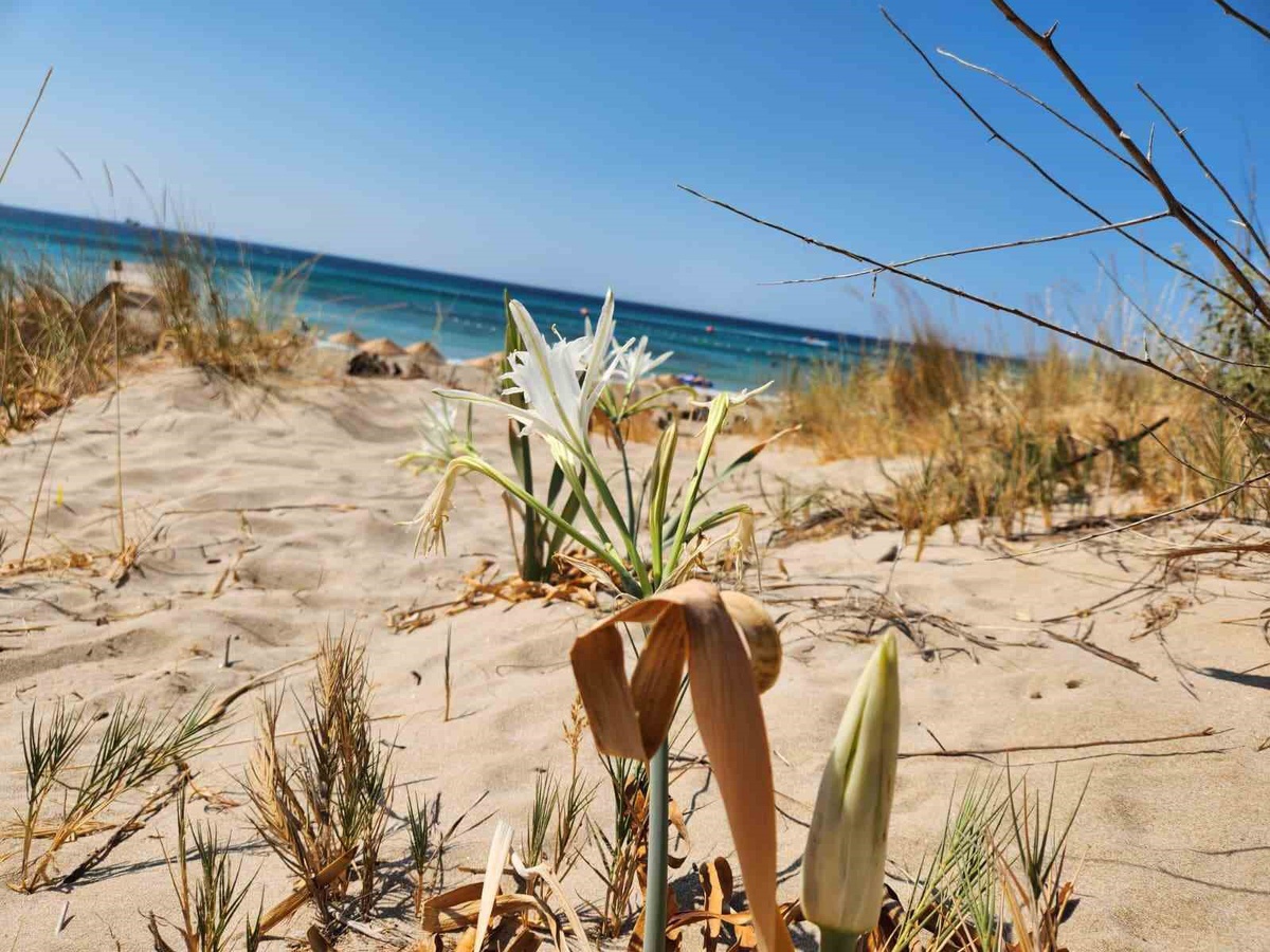 İzmir Çeşme'de koruma altındaki kum zambakları çöp arasında kaldı, vatandaşlar önlem istedi