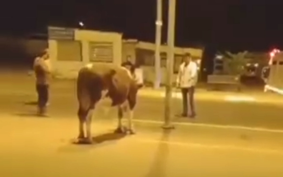 Edirne Enez\'de mezbahadan kaçan dana trafiği durdurdu, 1 saat sonra yakalandı