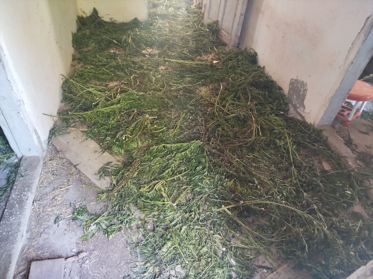 Samsun Bafra\'da bir eve düzenlenen operasyonda 63 kg kubar esrar yakalandı