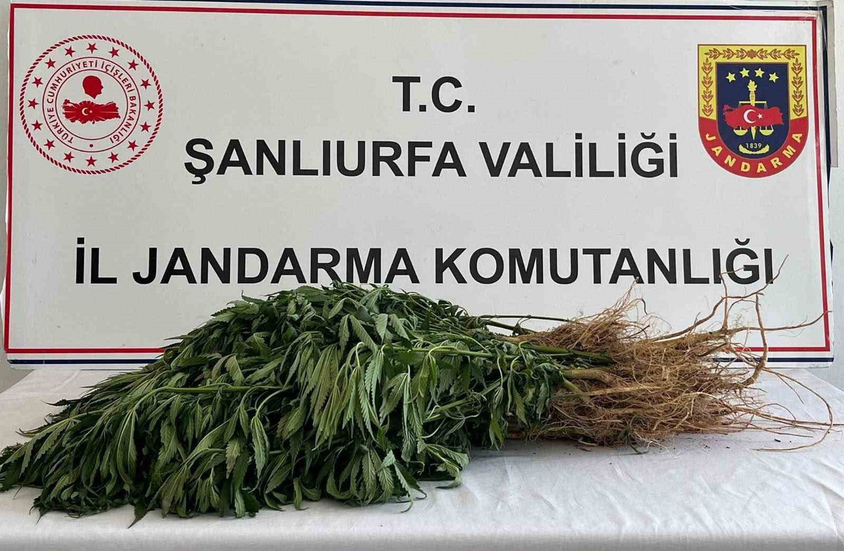 Şanlıurfa'da düzenlenen narkotik operasyonlarında 5 kişi gözaltına alındı